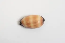 RAINBOWCRAFT Earrings Mole Cowrie Shell Cypraea Talpa